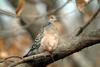 멧비둘기 Streptopelia orientalis (Oriental Turtle Dove)