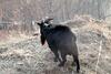흑염소 수컷 Capra hircus (Black Goat ram)
