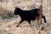 흑염소 새끼 Capra hircus (Black Goat lamb)