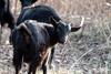 흑염소 새끼 Capra hircus (Black Goat lamb)