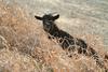 풀뜯는 흑염소 Capra hircus (Black Goat)