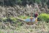 꿩 Phasianus colchicus (Ring-necked Pheasant)