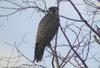 새홀리기 Falco subbuteo (Eurasian Hobby)