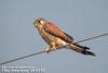 황조롱이 Falco tinnunculus (Common Kestrel)