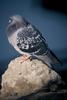 Rock Dove (Columba livia)