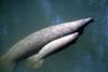 West Indian Manatee mother and calf (Trichechus manatus)