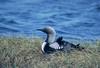 Arctic Loon on nest (Gavia arctica)