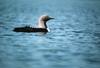 Arctic Loon floating (Gavia arctica)