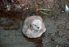 Pacific Loon chick (Gavia pacifica)