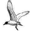 [Drawing] Franklin's Gull (Larus pipixcan)