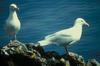Glaucous Gull pair (Larus hyperboreus)