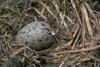 Glaucous-winged Gull chick hatching out from egg (Larus glaucescens)