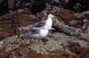 Glaucous-winged Gull pair (Larus glaucescens)