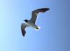 Laughing Gull in flight (Larus atricilla)