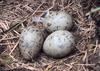 Gull eggs (Larus sp.)