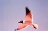 Gull in flight (Larus sp.)