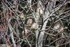 Cedar Waxwings (Bombycilla cedrorum)