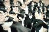 Chinstrap Penguin flock (Pygoscelis antarctica)