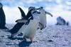 Chinstrap Penguin group waddling (Pygoscelis antarctica)