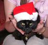black cloud at Christmas(cat)