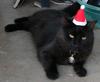 christmas cat 1