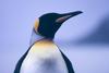 King Penguin (Aptenodytes patagonicus)