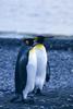 King Penguin pair (Aptenodytes patagonicus)