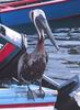Brown Pelican on boat (Pelecanus occidentalis)