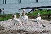 American White Pelican group (Pelecanus erythrorhynchos)