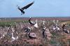 Brown Pelican flock (Pelecanus occidentalis)
