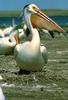 American White Pelican (Pelecanus erythrorhynchos)