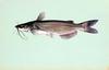 Channel Catfish (Ictalurus punctatus)