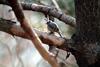 쇠딱다구리 Dendrocopos kizuki (Japanese Pygmy Woodpecker)