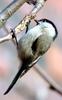 Parus palustris (Marsh Tit)