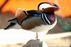 원앙(鴛鴦) Aix galericulata (Mandarin Duck)