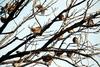 참새떼 Passer montanus (Tree Sparrow)