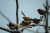 참새떼 Passer montanus (Tree Sparrows)