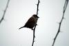 참새 Passer montanus (Tree Sparrows)