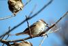 참새 Passer montanus (Tree Sparrow)