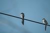 물까치 Cyanopica cyana (Azure-winged Magpies)