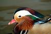 원앙(鴛鴦)수컷 Aix galericulata (Mandarin Duck)