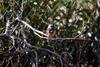 딱새 Phoenicurus auroreus (Daurian Redstart)