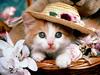 [Daily Photos CD03] Cat Fancy (Kitten)