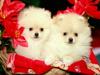 [Daily Photos CD03] Christmas Pomeranian Puppies