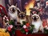 [Daily Photos CD03] Siamese Cat, Trio