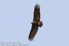 독수리 Aegypius monachus (Cinereous Vulture, Black Vulture)