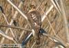 새매 Accipiter nisus (Eurasian Sparrowhawk)