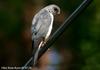 붉은배새매 Accipiter soloensis (Chinese Sparrowhawk)