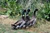 Mallard duck trio (Anas platyrhynchos)