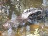 (Alligator)-Florida Everglades